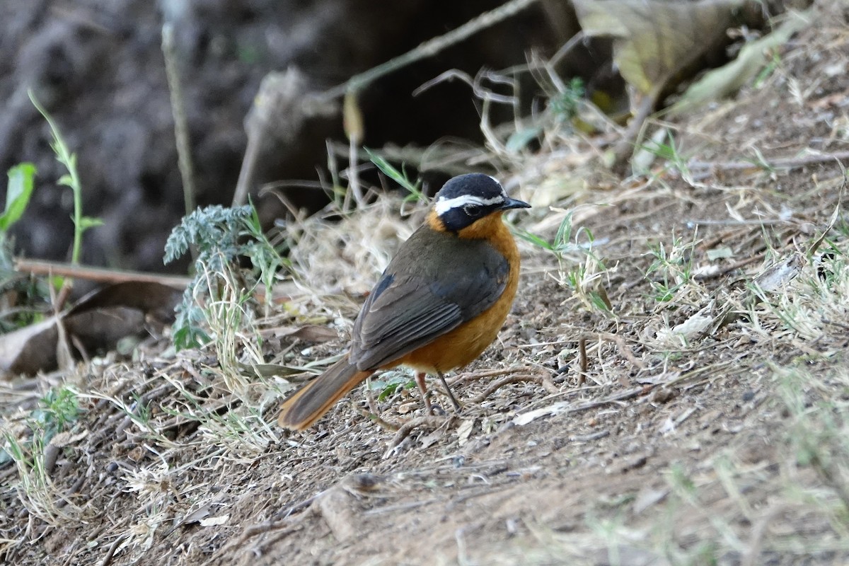 White-browed Robin-Chat - ML143292931