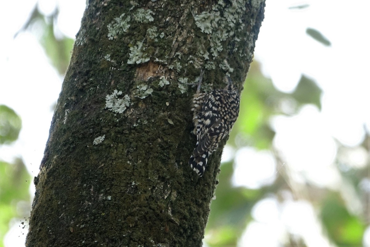 African Spotted Creeper - ML143293011