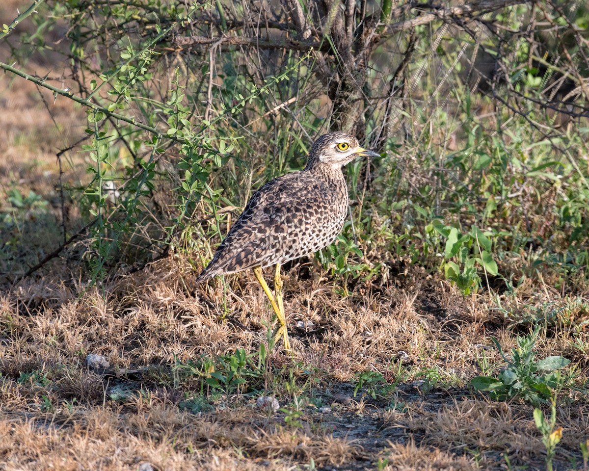 Spotted Thick-knee - ML143293631