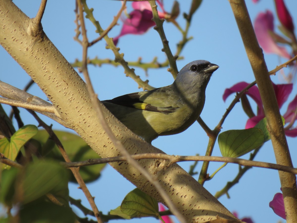 Yellow-winged Tanager - ML143294711