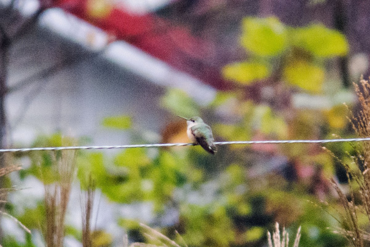 Calliope Hummingbird - ML143294731