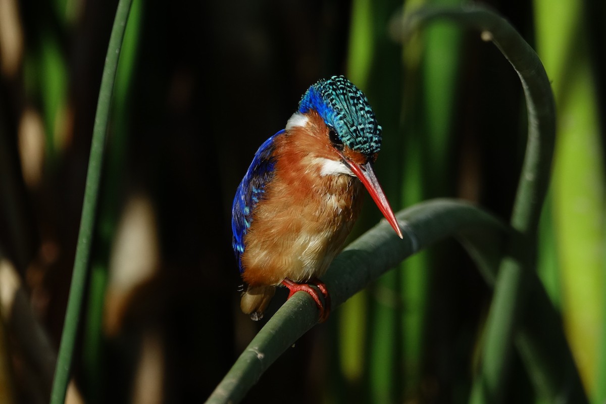 Malachite Kingfisher - Martin Brookes