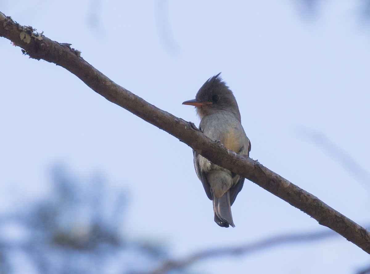 Greater Pewee - Simon Best