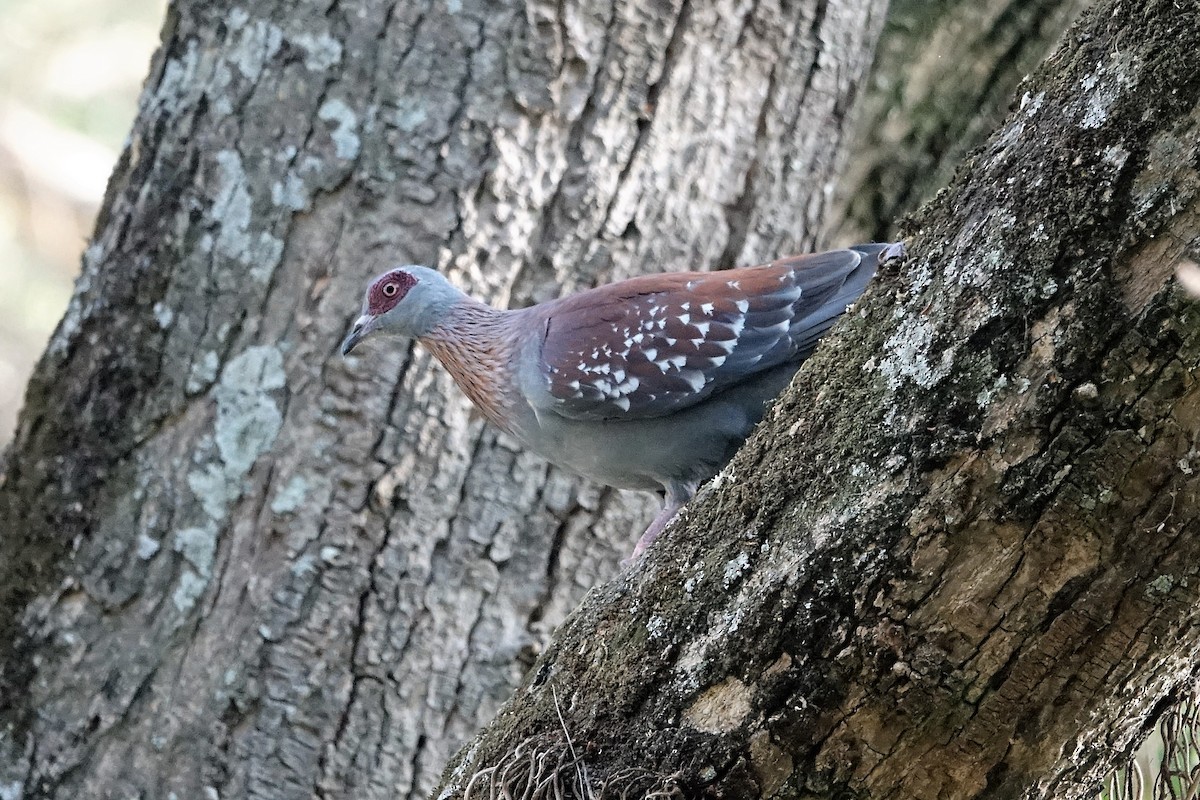 Speckled Pigeon - ML143296531