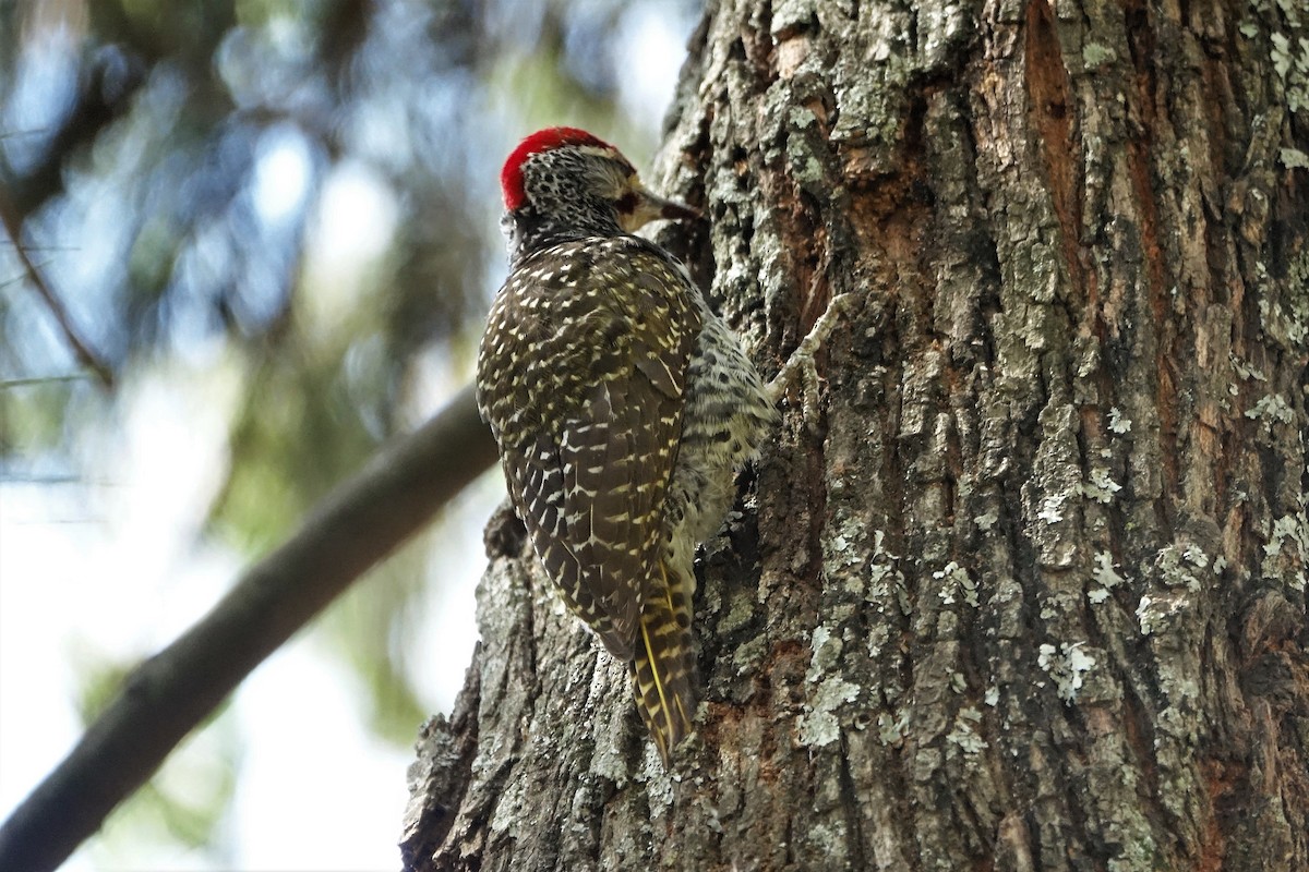 Nubian Woodpecker - ML143296791