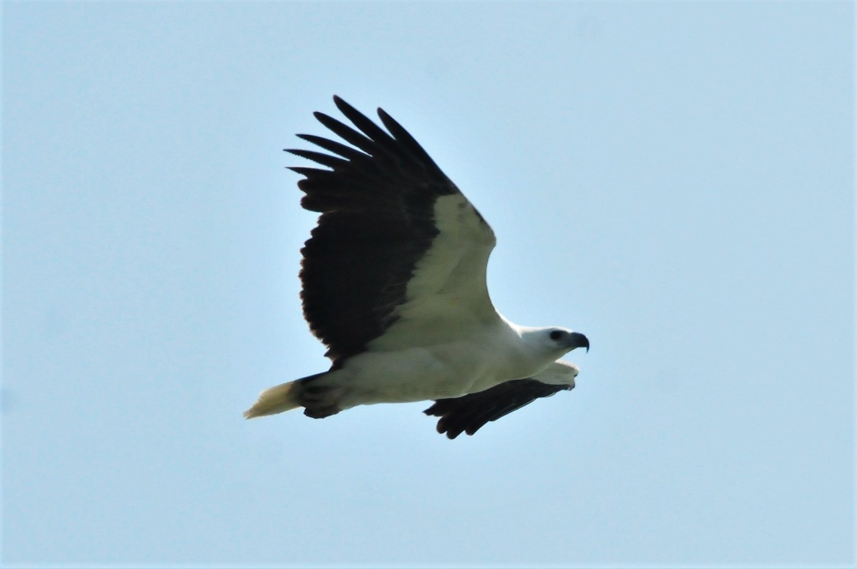 White-bellied Sea-Eagle - Andy Lee