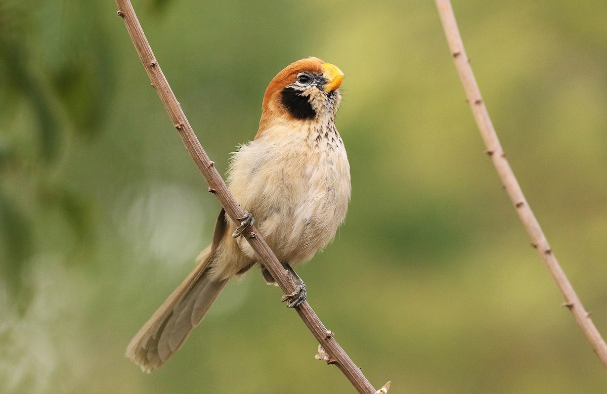 Spot-breasted Parrotbill - Carlos Sanchez