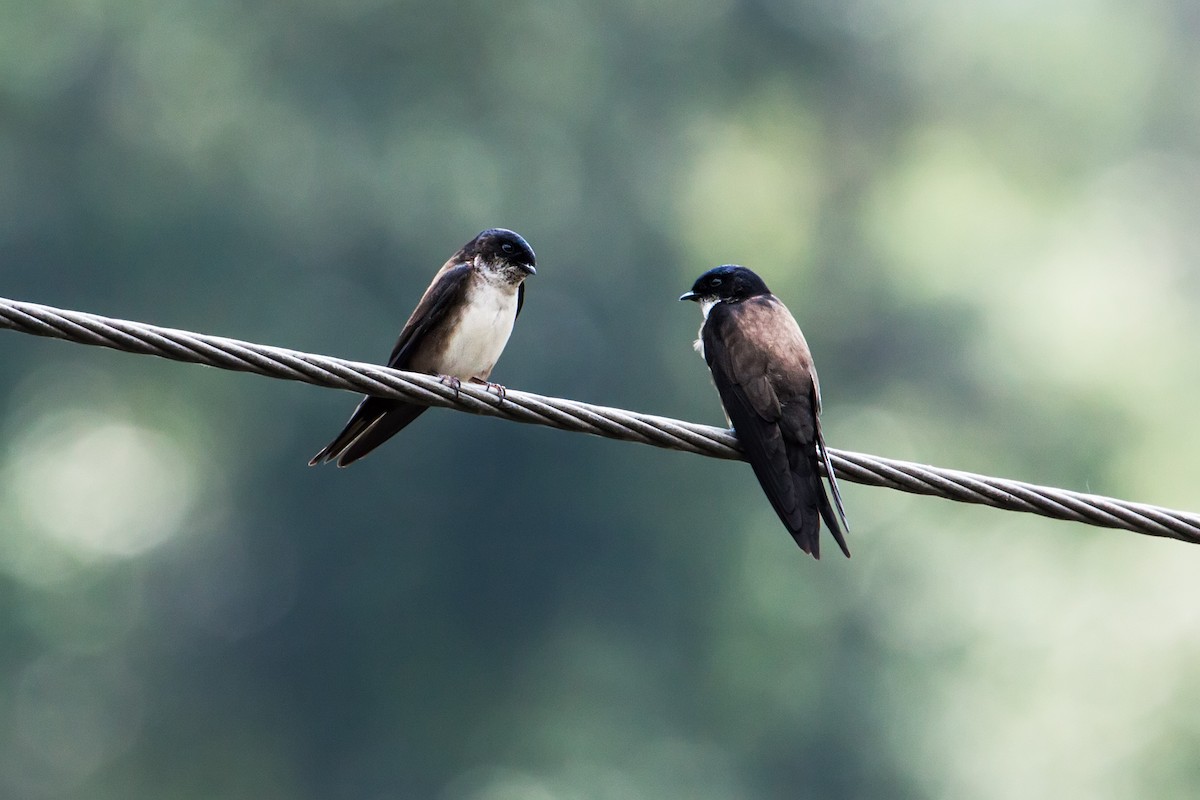 Black-capped Swallow - Nick Athanas