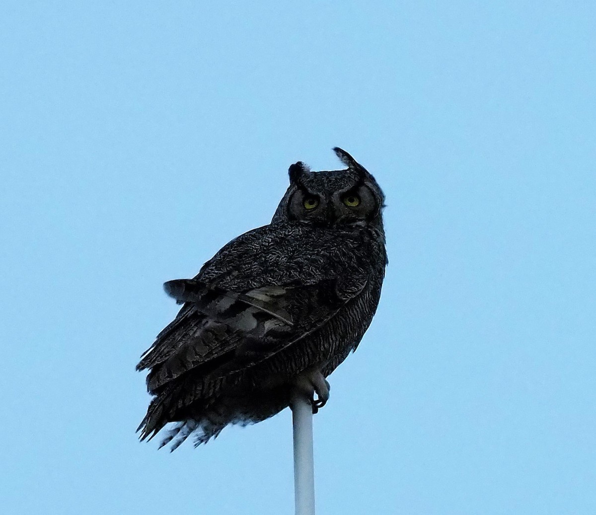 Great Horned Owl - Zane Marshall