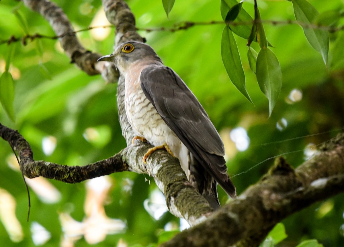 Common Hawk-Cuckoo - Bruce Wedderburn
