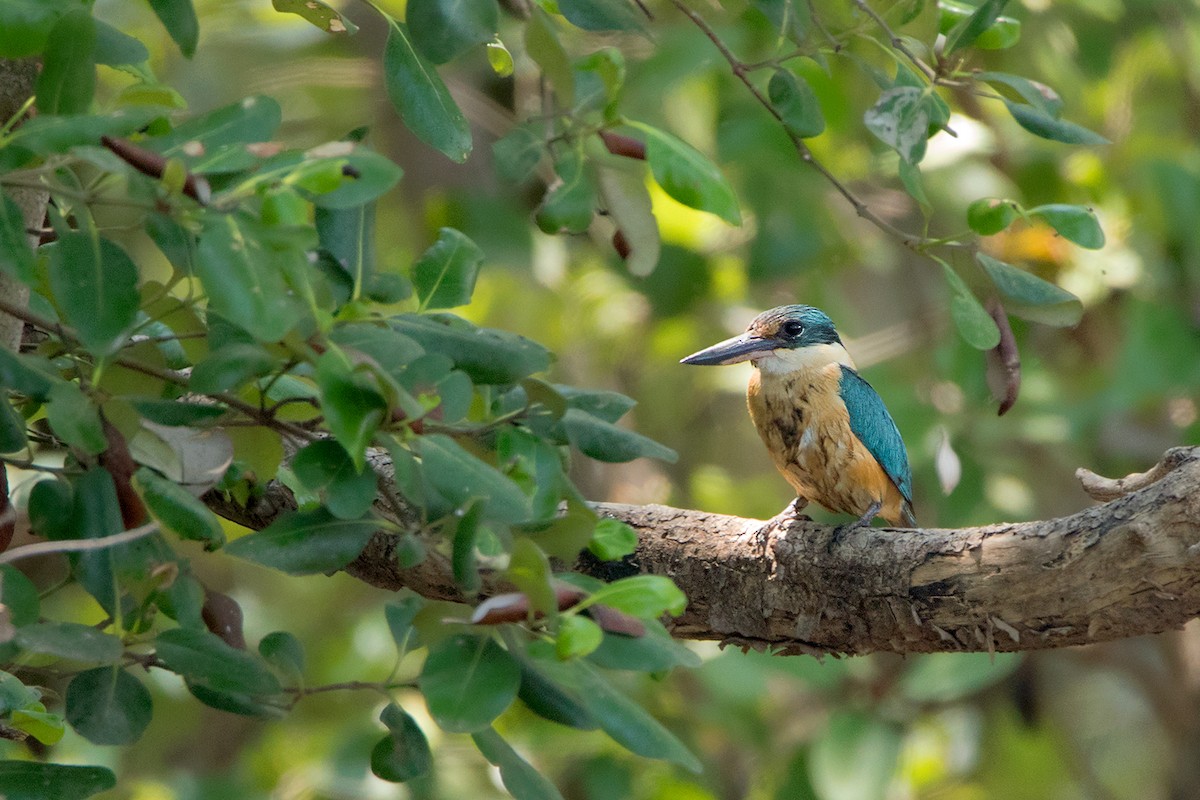 Sacred Kingfisher - Ayuwat Jearwattanakanok