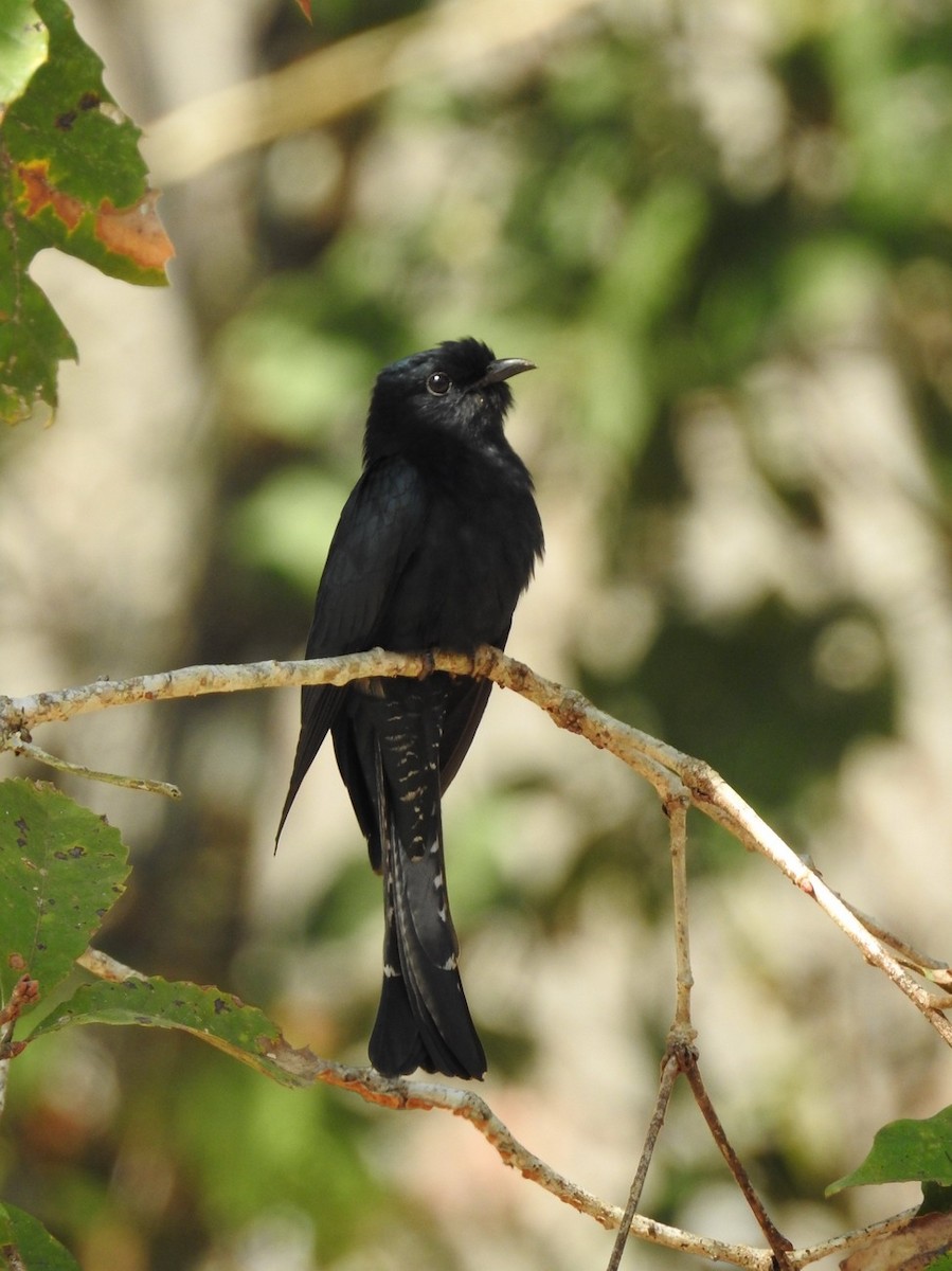 Square-tailed Drongo-Cuckoo - Michaela & Klemens Wernisch