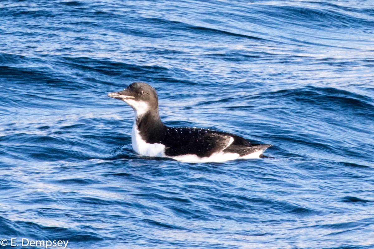 Thick-billed Murre - Ethel Dempsey