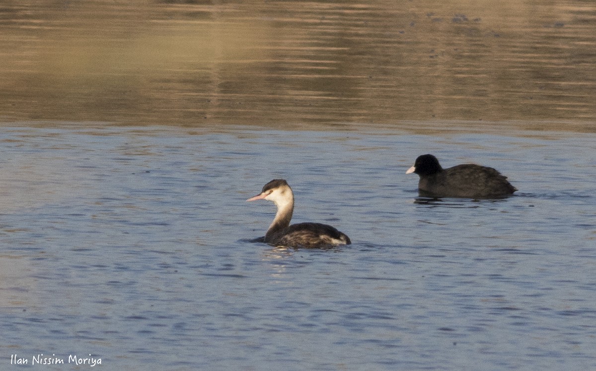 Great Crested Grebe - ML143317501