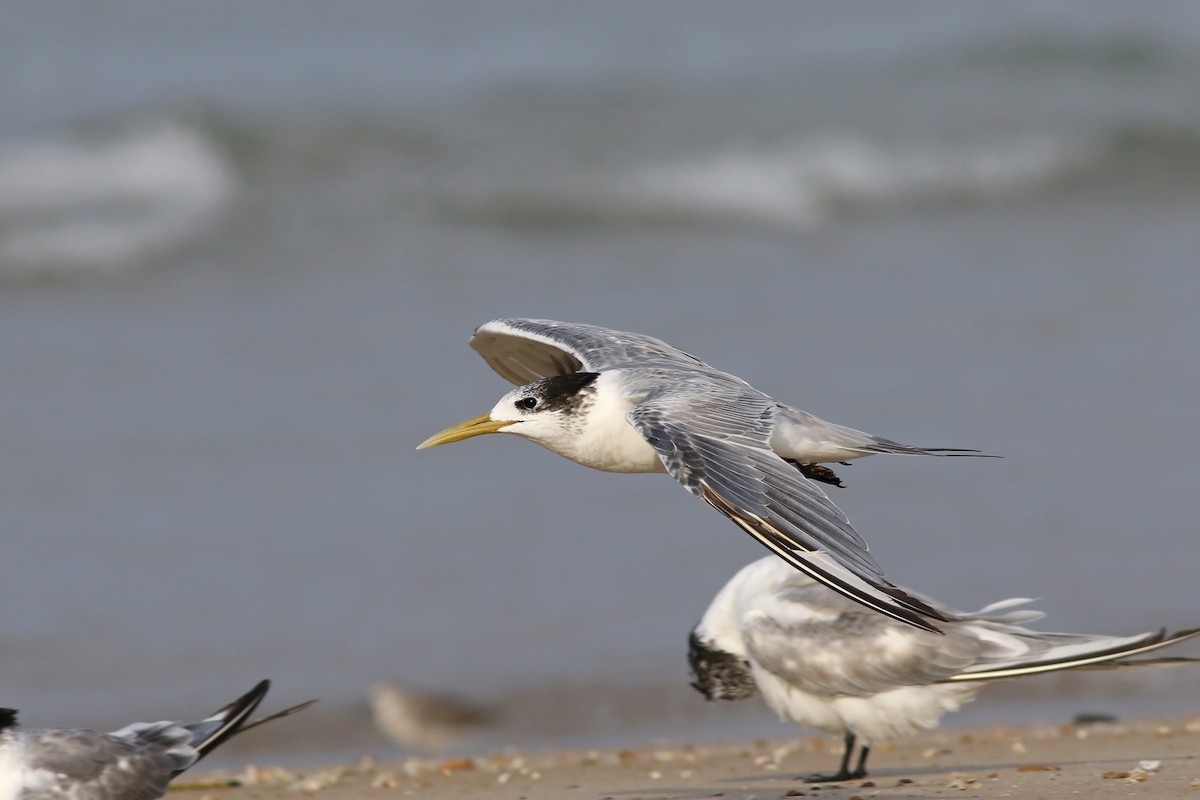 Great Crested Tern - ML143319621