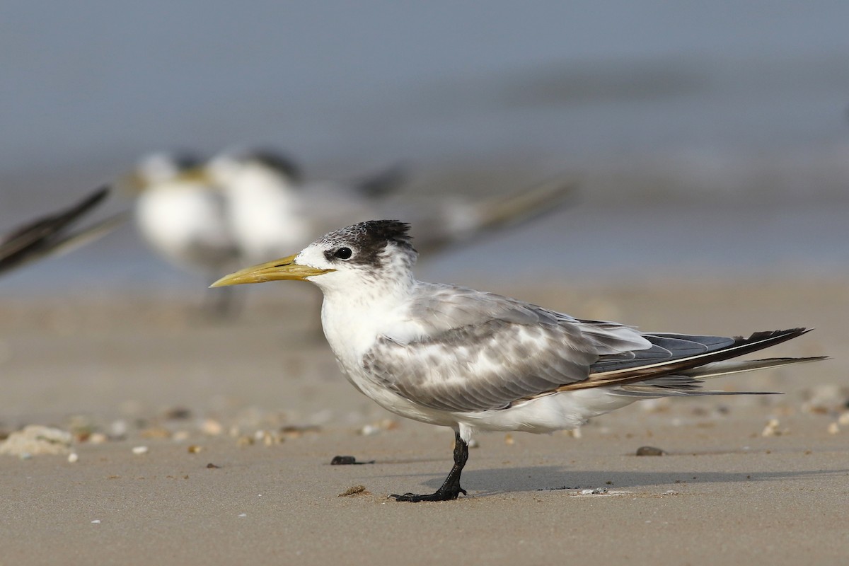 Great Crested Tern - ML143319631