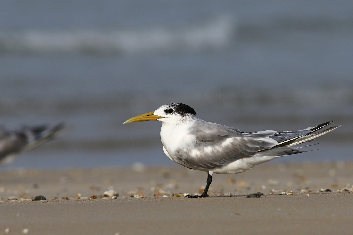 Great Crested Tern - ML143319641