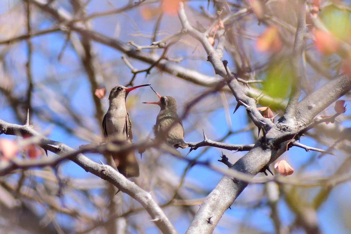 Dusky Hummingbird - Ricardo Arredondo