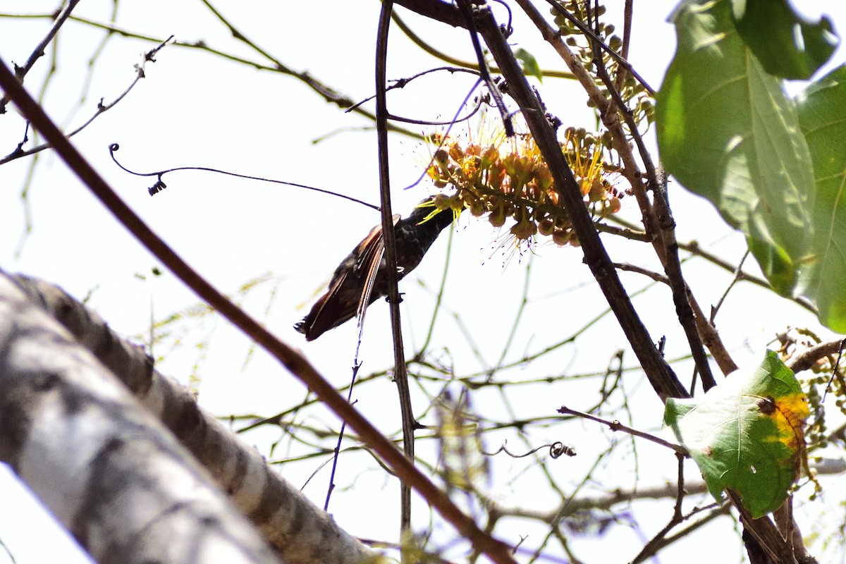 Berylline Hummingbird - ML143320471
