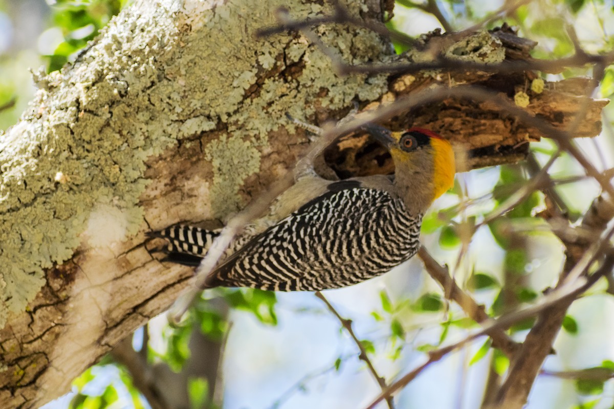 Golden-cheeked Woodpecker - ML143320571