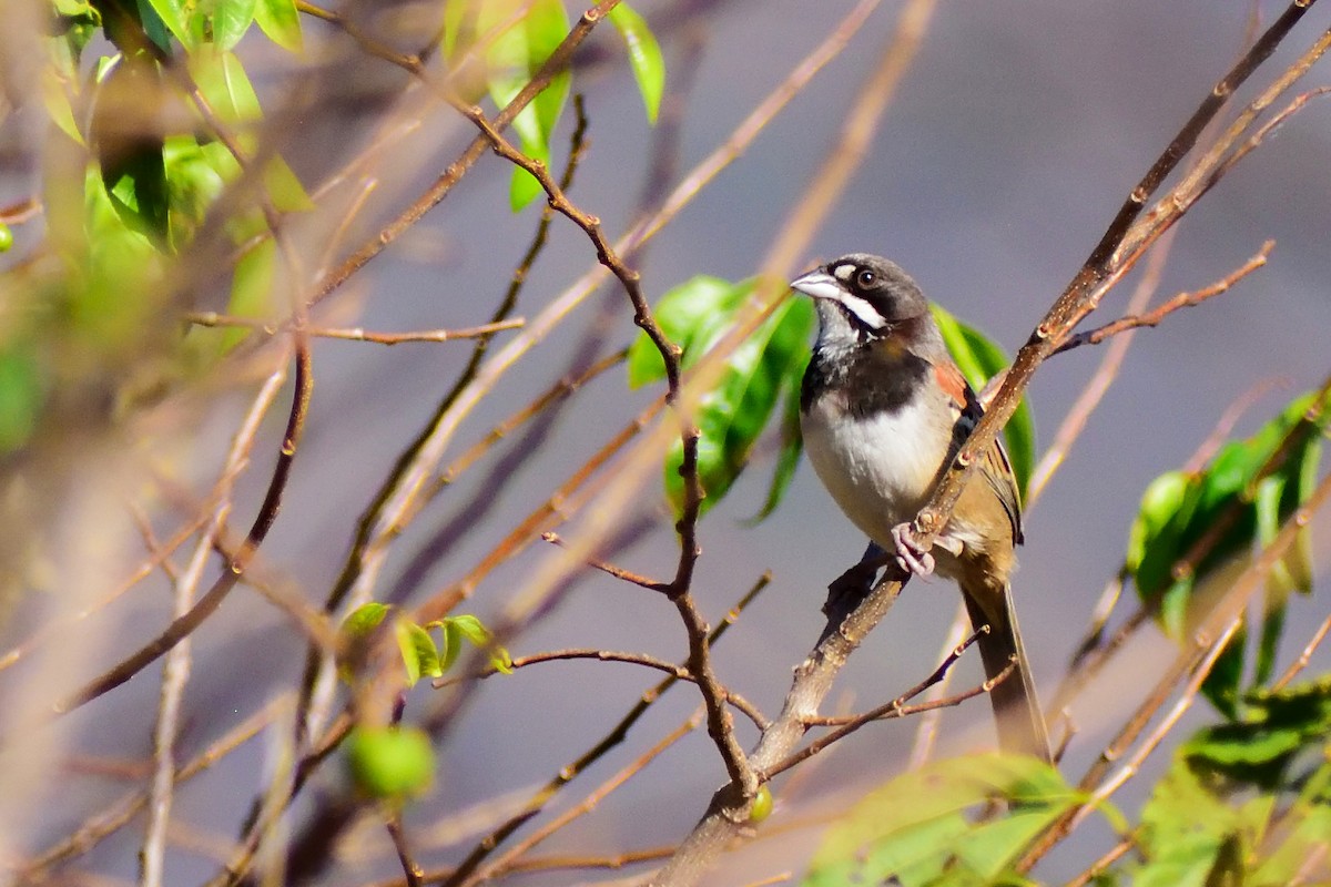 Black-chested Sparrow - ML143324171