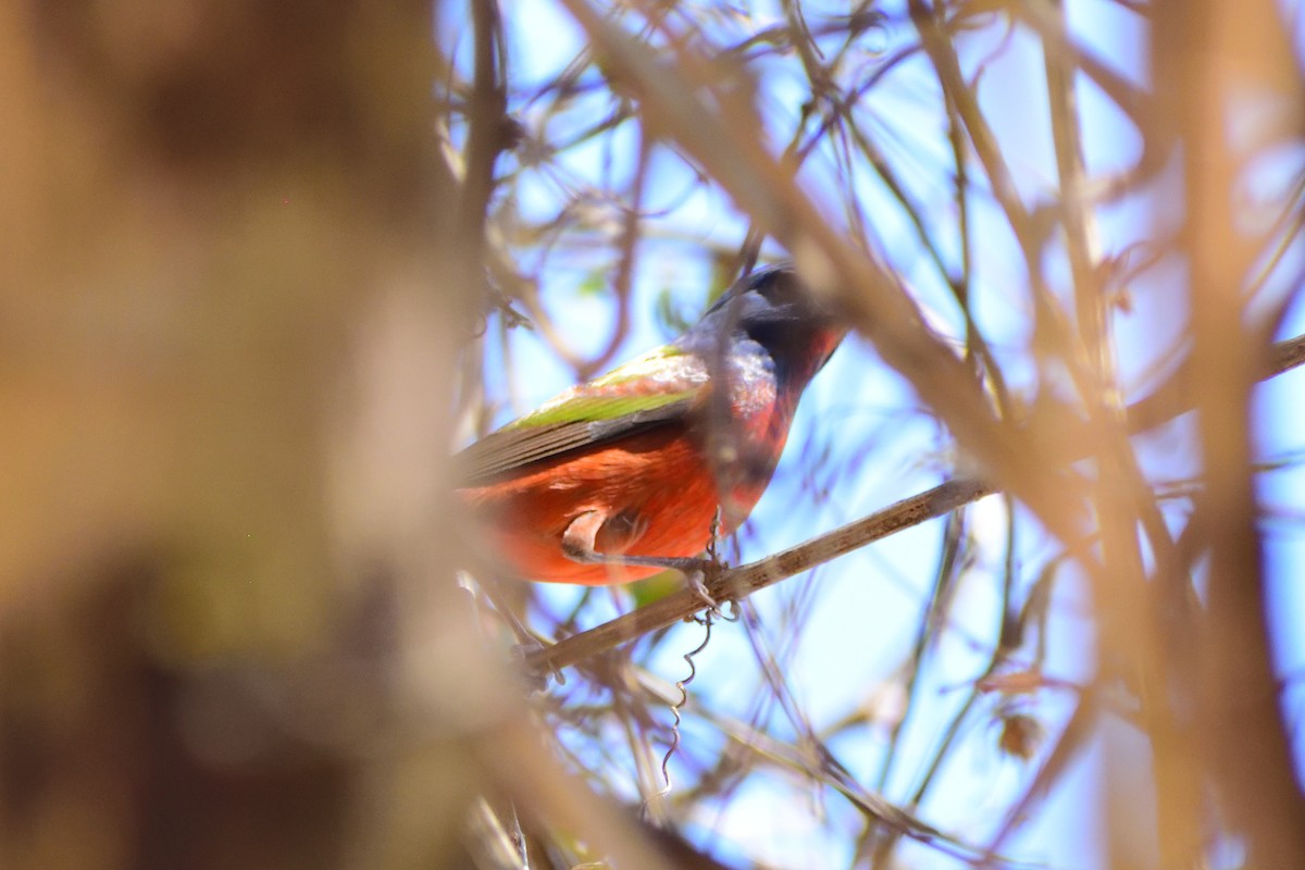 Painted Bunting - ML143324841