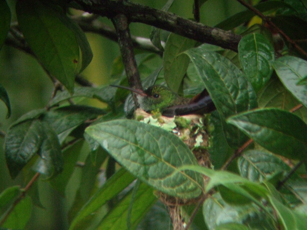 Rufous-tailed Hummingbird - ML143326611
