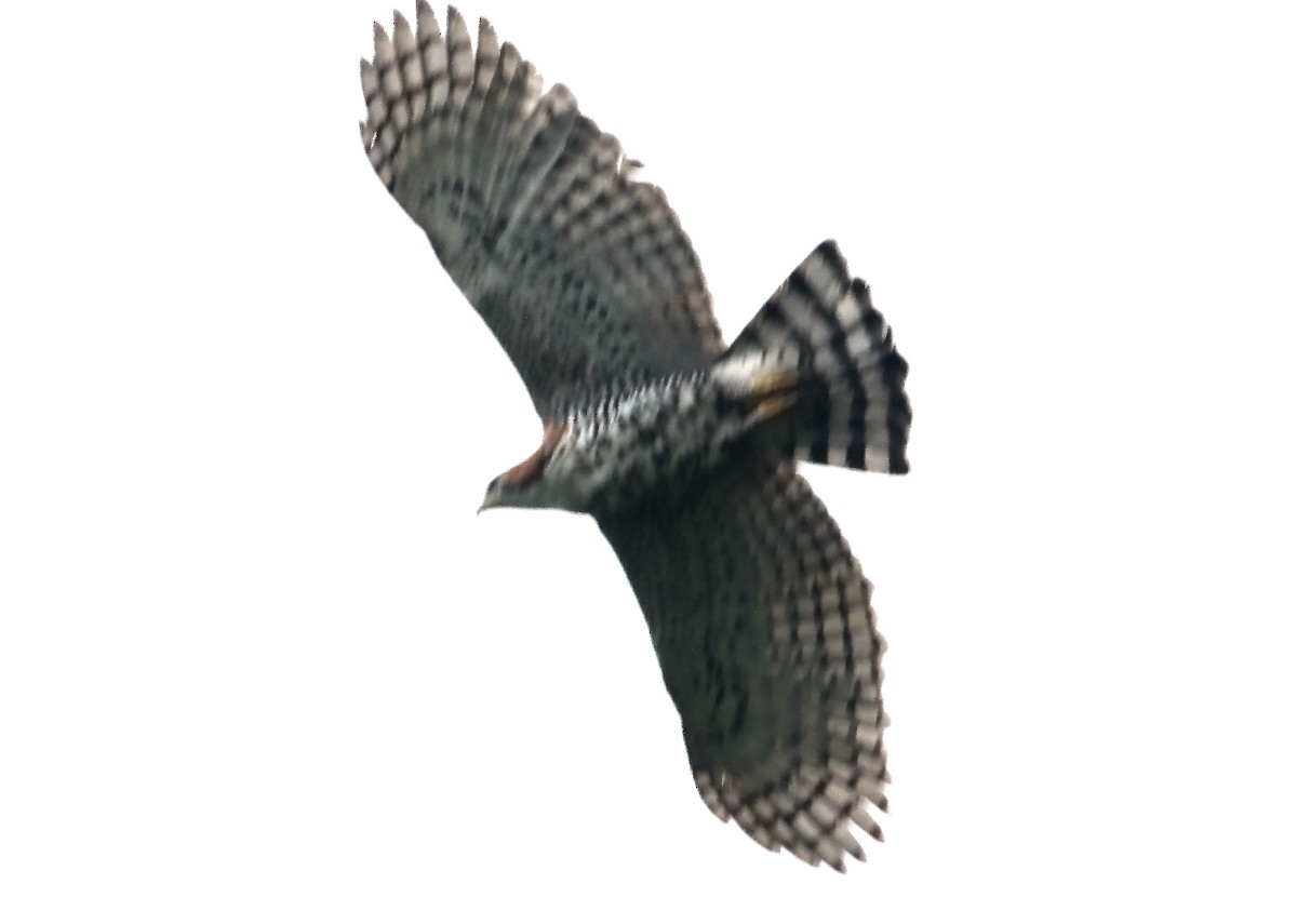Ornate Hawk-Eagle - Lorenzo Calcaño