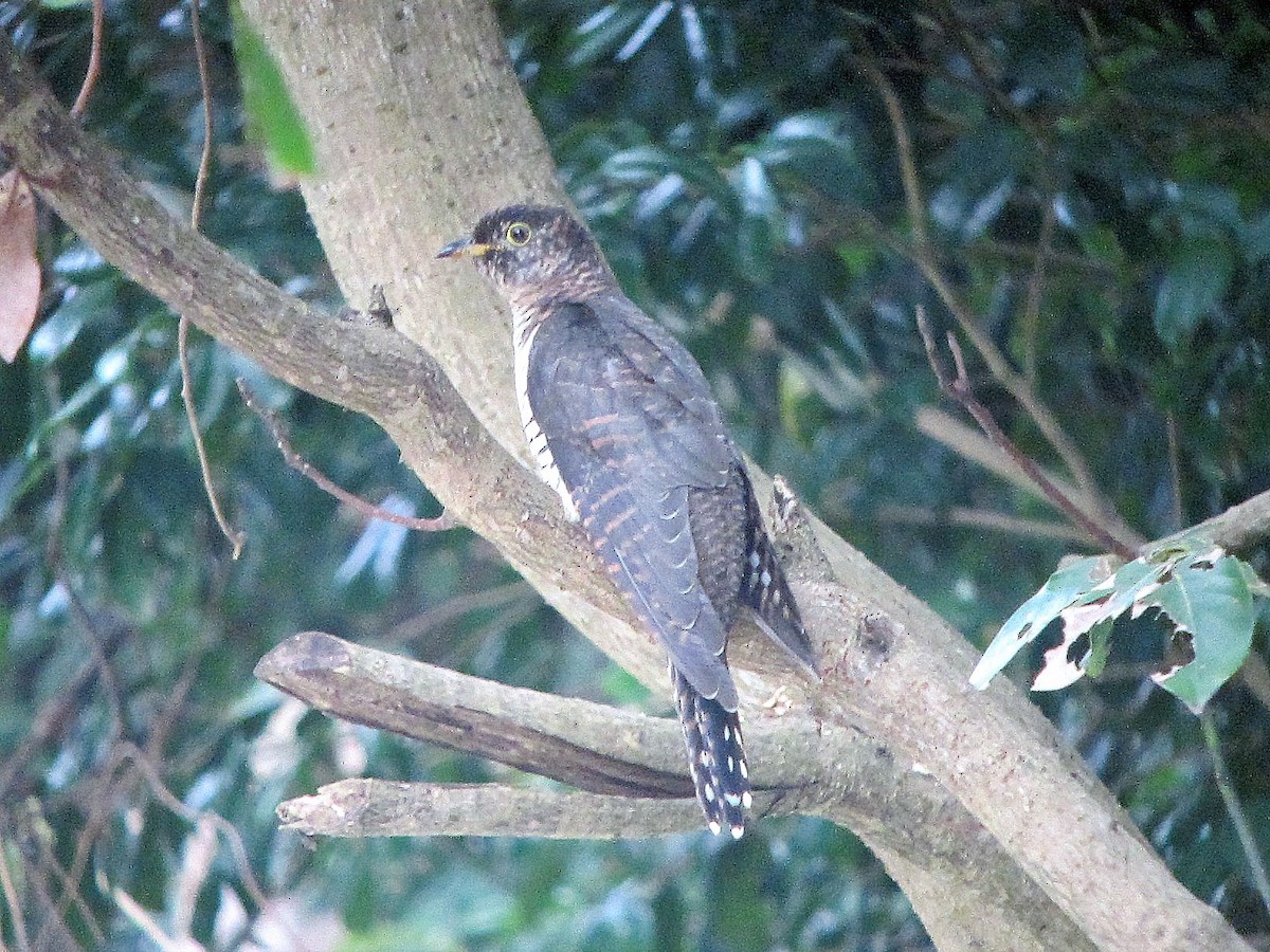 cuckoo sp. (Cuculidae sp.) - Brian Daniels