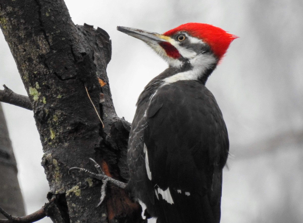Pileated Woodpecker - Eric R