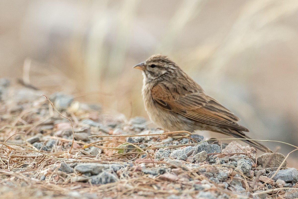 Striolated Bunting - ML143332371