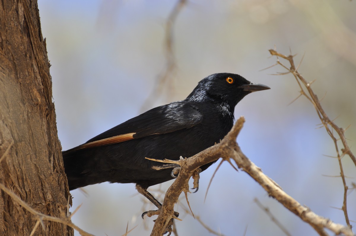 Pale-winged Starling - Paul Galvin