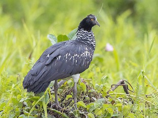  - Horned Screamer