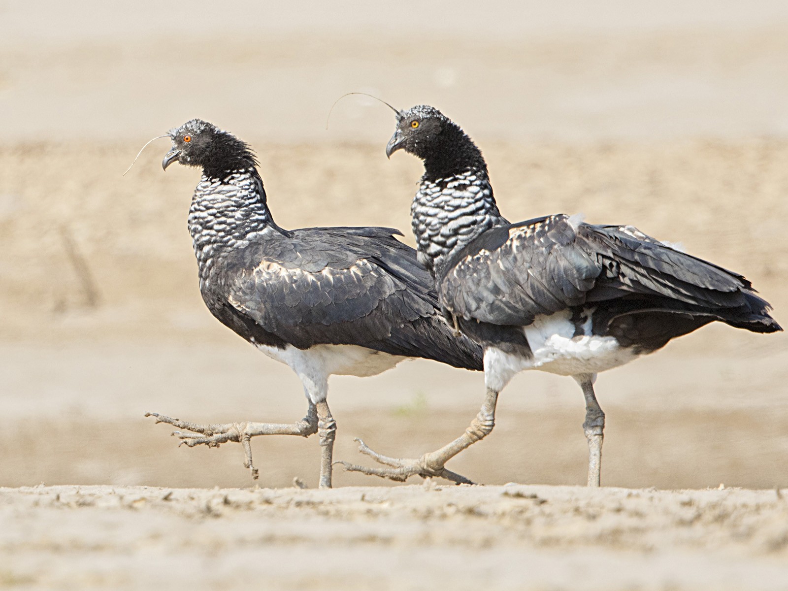 Horned Screamer - Bradley Hacker 🦜