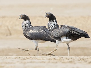 - Horned Screamer