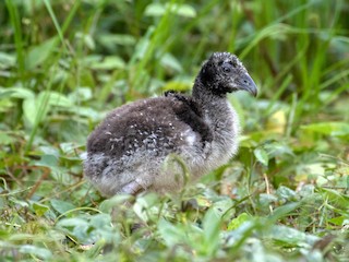  - Horned Screamer