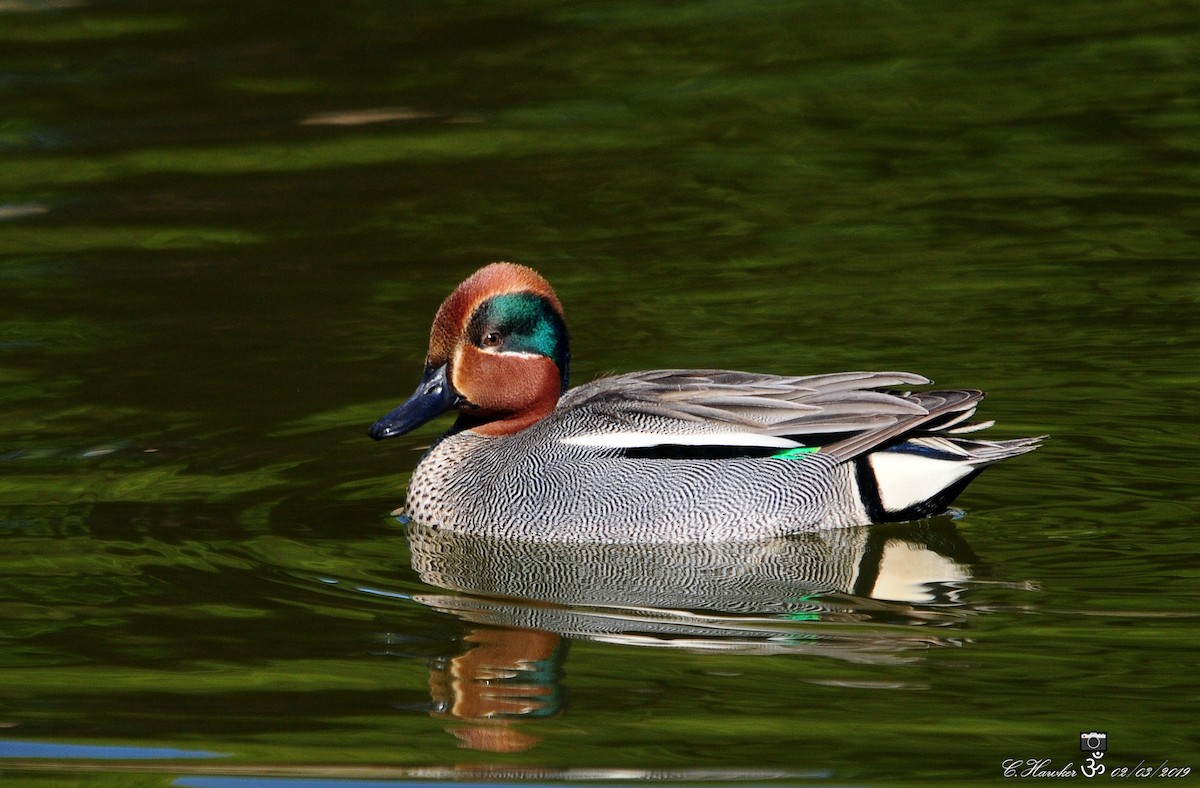 Green-winged Teal - ML143341441