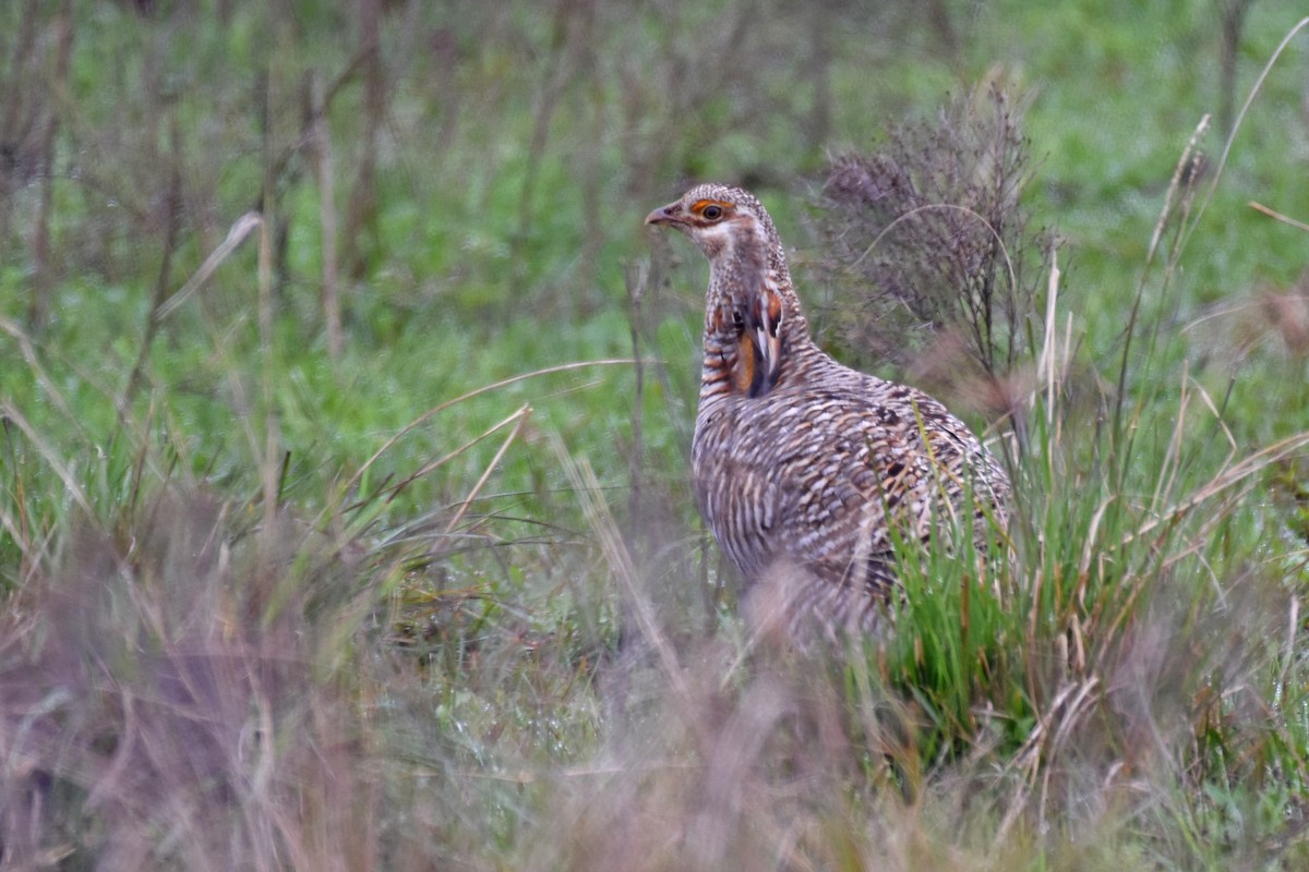 Greater Prairie-Chicken (Attwater's) - Janet Rathjen