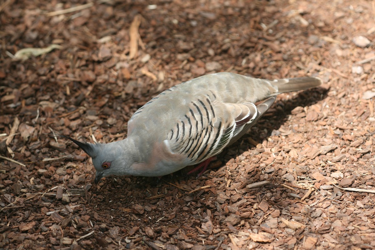 Crested Pigeon - Philip Steinhoff