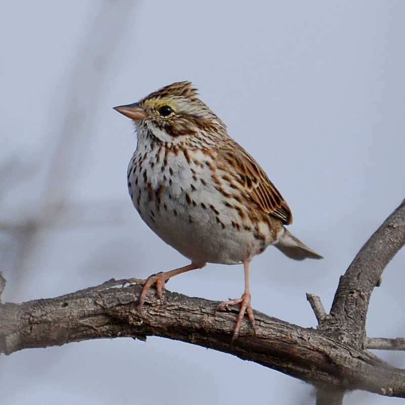 Savannah Sparrow - ML143353471