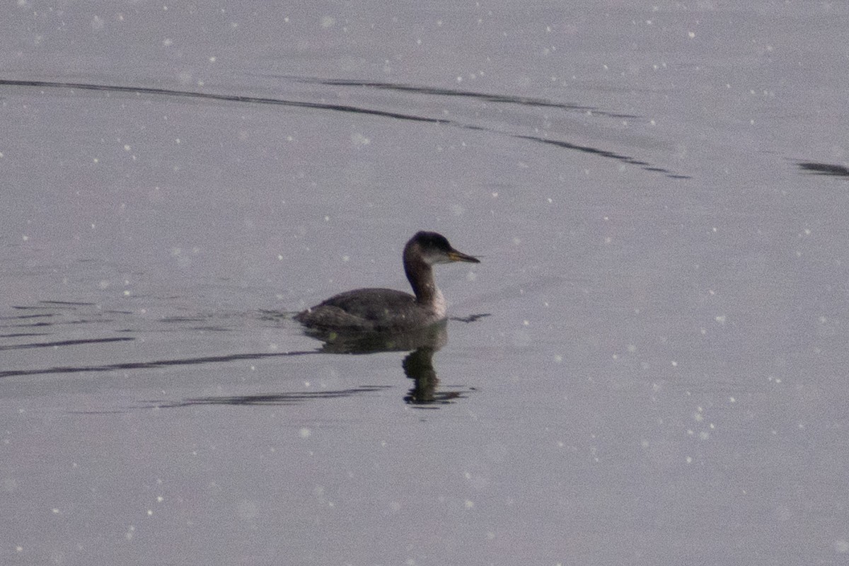 Red-necked Grebe - ML143353881