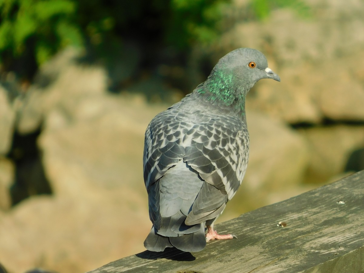 Rock Pigeon (Feral Pigeon) - Ezekiel Dobson