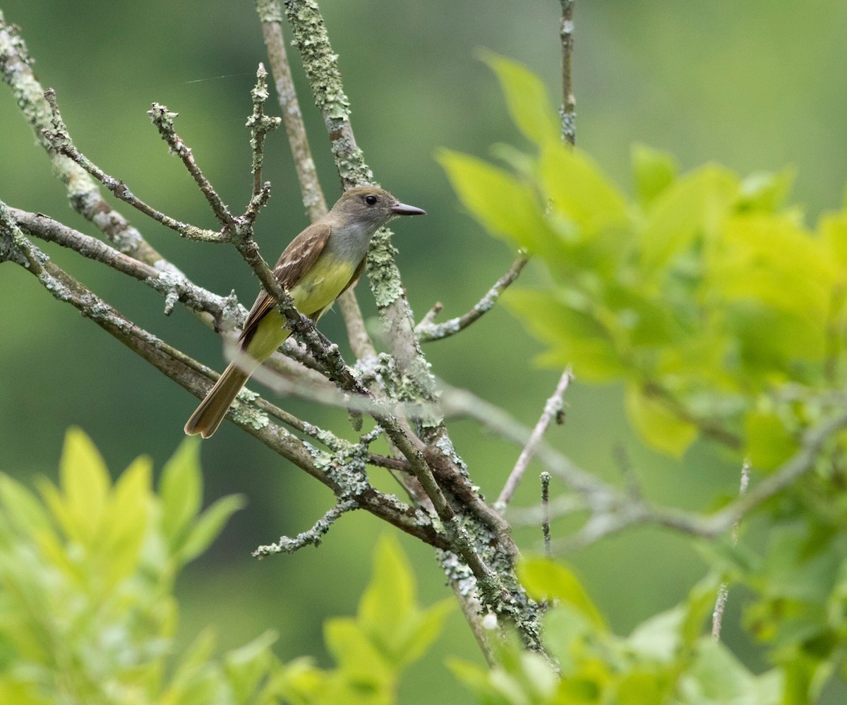 Great Crested Flycatcher - Logan Lalonde
