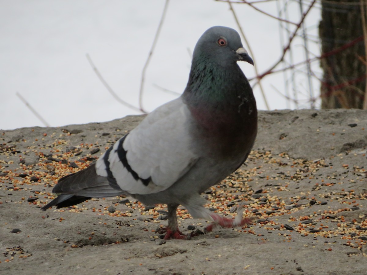 Rock Pigeon (Feral Pigeon) - ML143357201