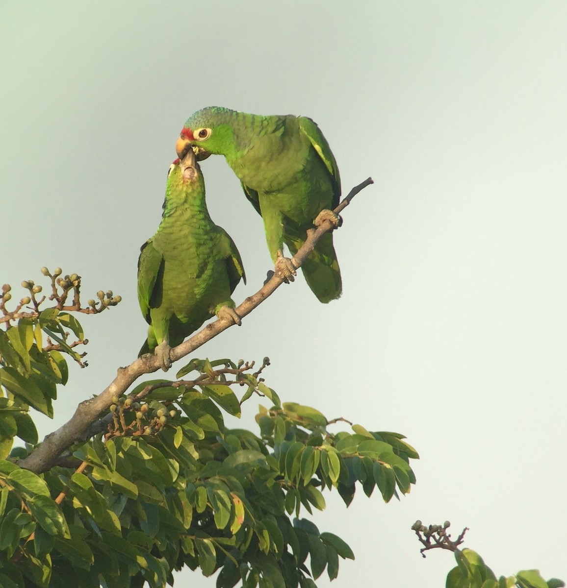 Red-lored Parrot - ML143357721