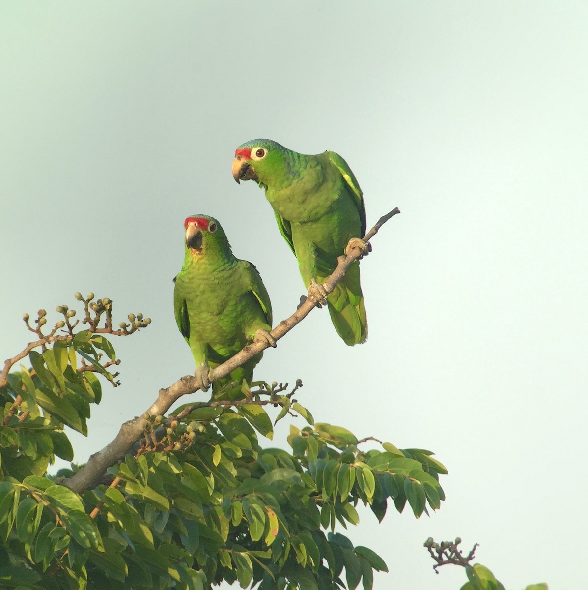 Red-lored Parrot - ML143357801