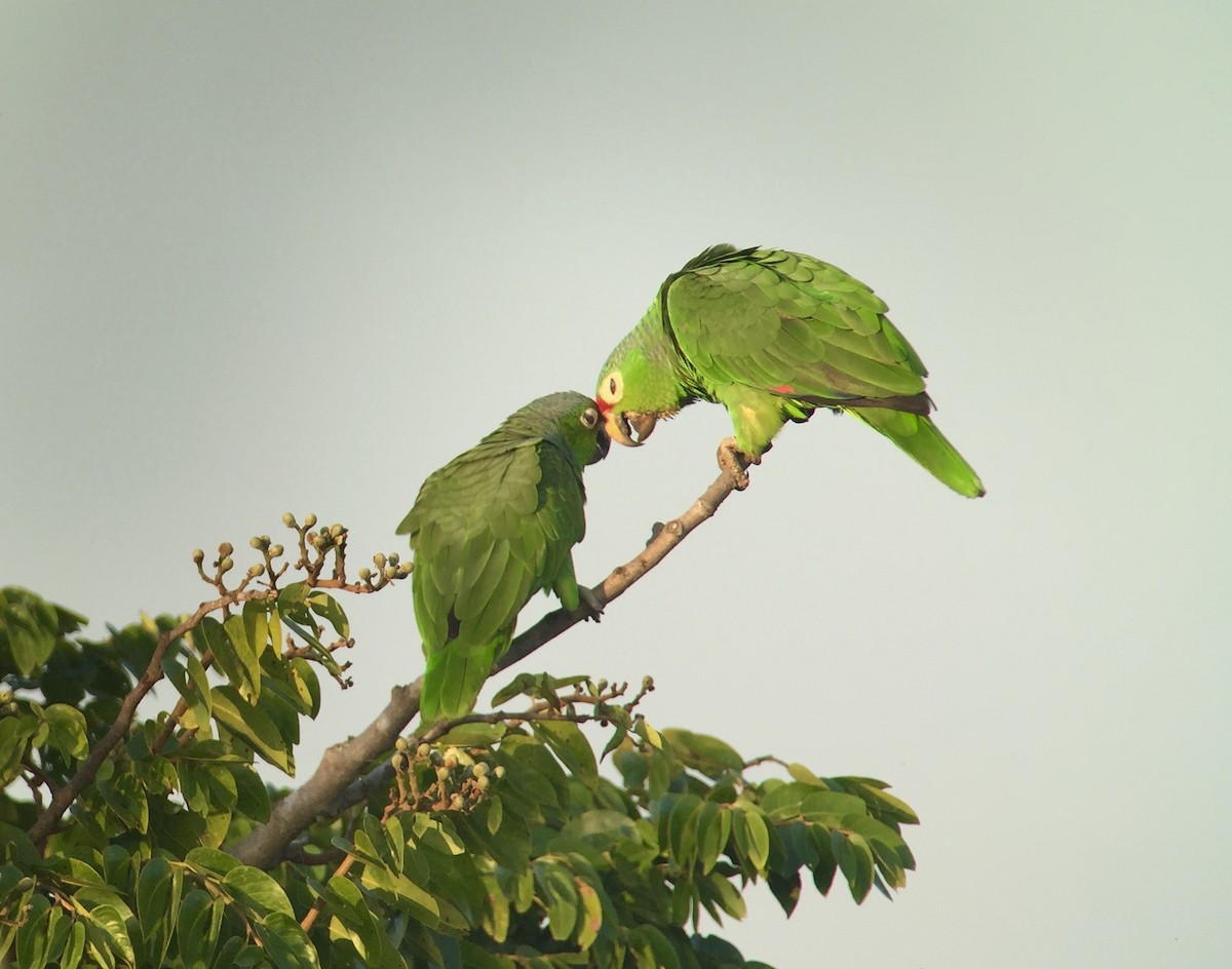 Red-lored Parrot - ML143357811