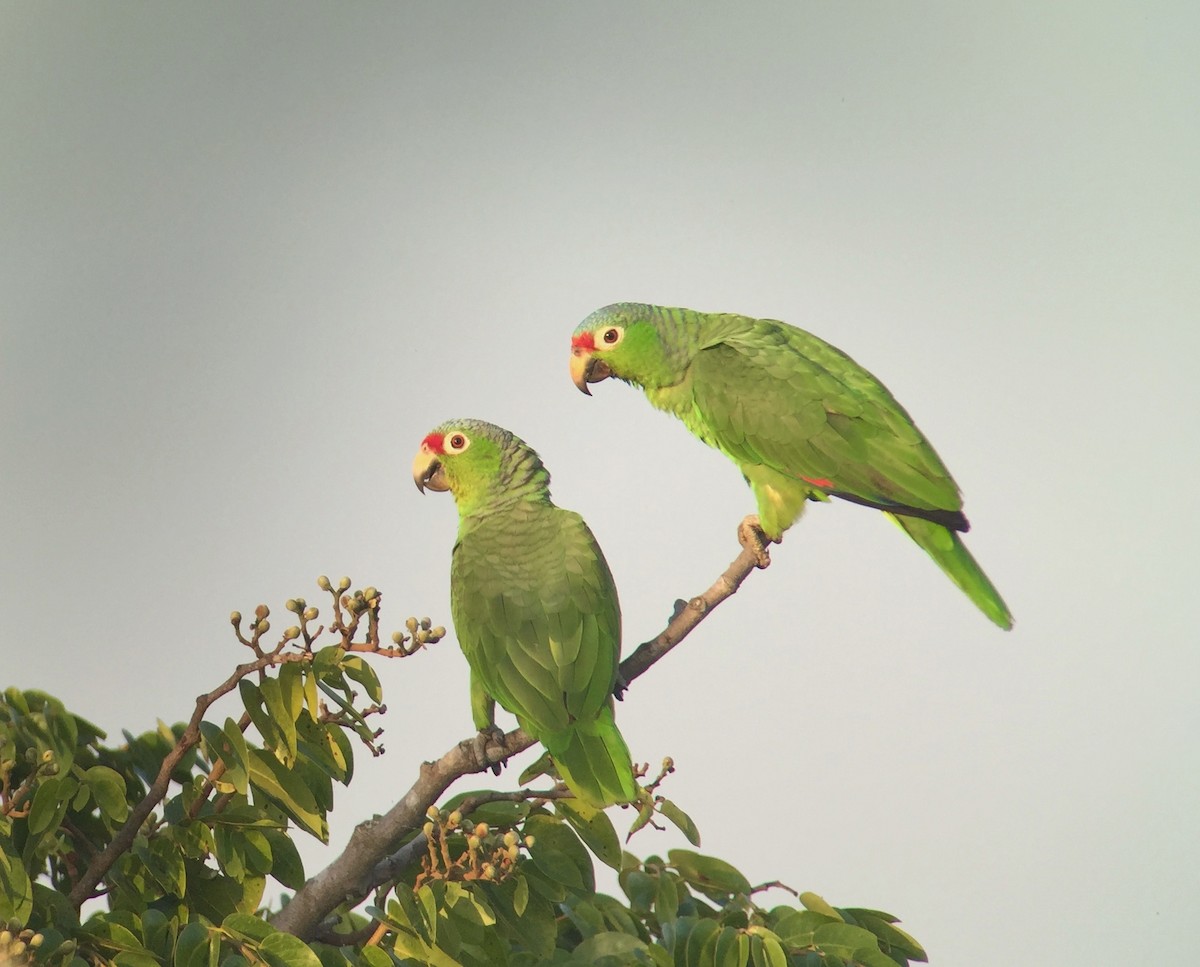 Red-lored Parrot - ML143357821