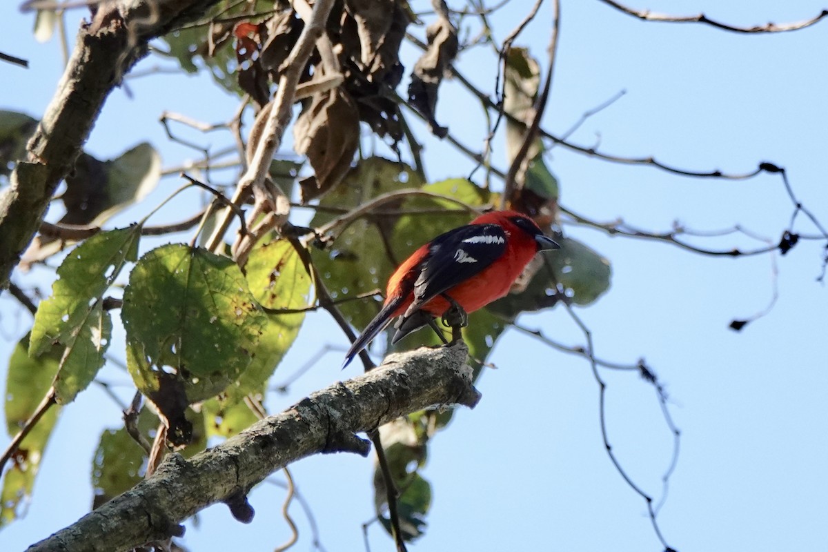 White-winged Tanager - ML143358681