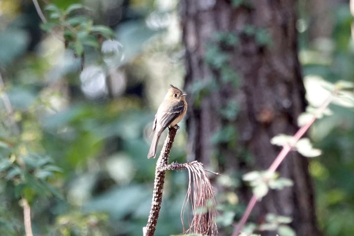 Tufted Flycatcher - Kathryn Young